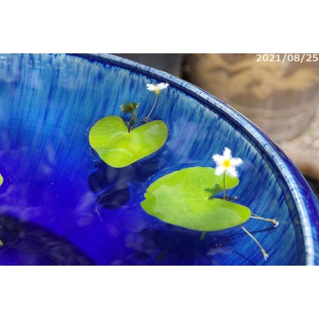 信楽焼 小さいメダカ鉢セット販売❗メダカ鉢 水鉢 直径19と19cm 楽天市場】 園芸用品 > 花蓮・睡蓮・メダカ鉢 > 信楽焼 : 石田