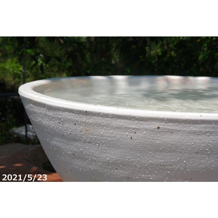 信楽焼 睡蓮鉢 御本手 手びねり 白ボール（特大）20号 （外径60cm 高さ