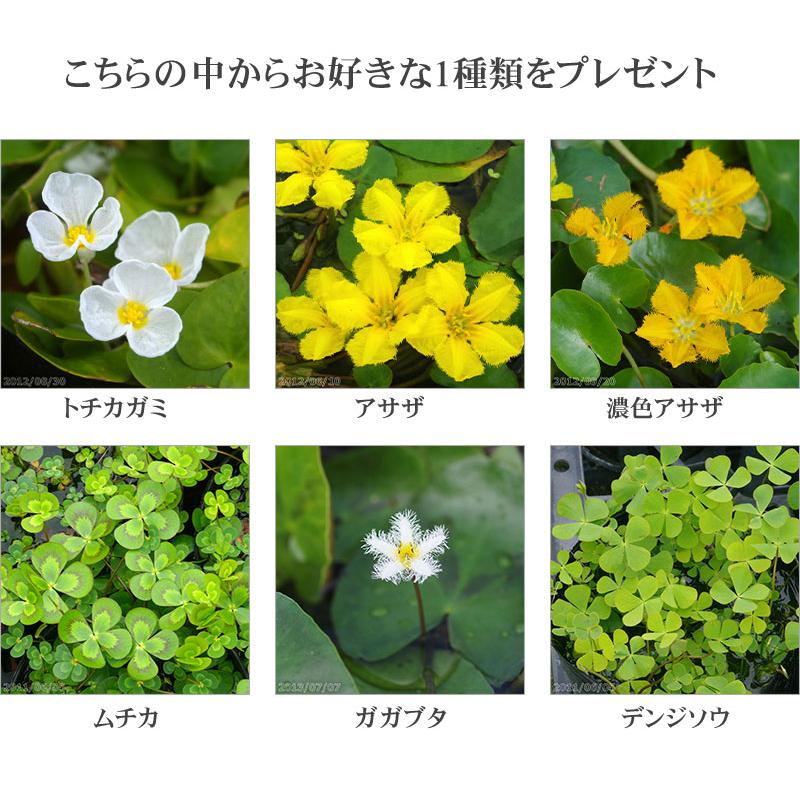 信楽焼 睡蓮鉢　白ボール 10号（水あふれ防止小穴有） ＋お好きな水草プレゼント ＋メダカ5匹（死着保証無） 【送料無料】 _wb｜ishidaseikaen｜02