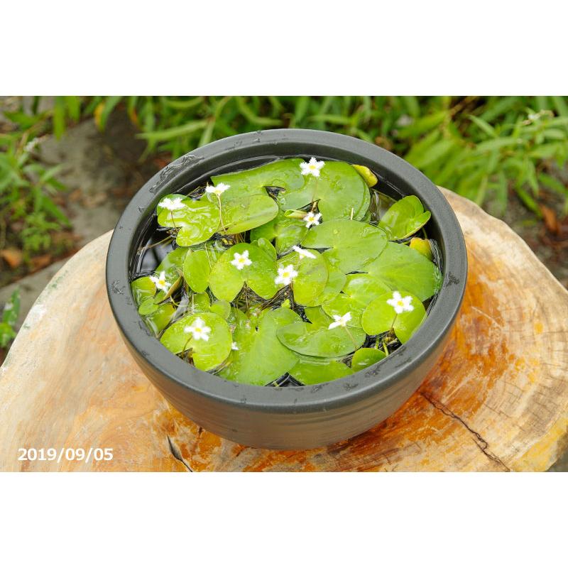 信楽焼 睡蓮鉢 黒ボール 10号（水あふれ防止小穴有） ＋お好きな水草
