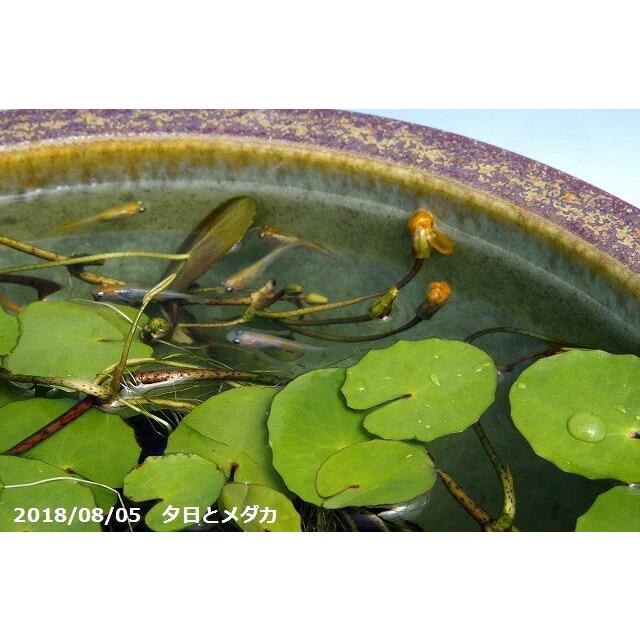 信楽焼 睡蓮鉢 窯肌ボール 10号 外径30cm 高さ16cm お好きな水草プレゼント メダカ5匹 死着保証無 送料無料 水鉢 メダカ鉢 蓮 鉢 ビオトープ Hs 250 石田精華園 Yahoo 店 通販 Yahoo ショッピング