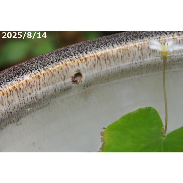 信楽焼 睡蓮鉢 天目ボール 13号（水あふれ防止小穴有）（外径40cm 高さ