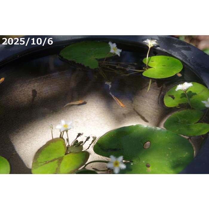 【現品一点物No.7403】 手びねり（ロクロ引き）刷毛目 深型水鉢11号 （外径32cm 高さ26cm）信楽焼 睡蓮鉢　【送料無料】