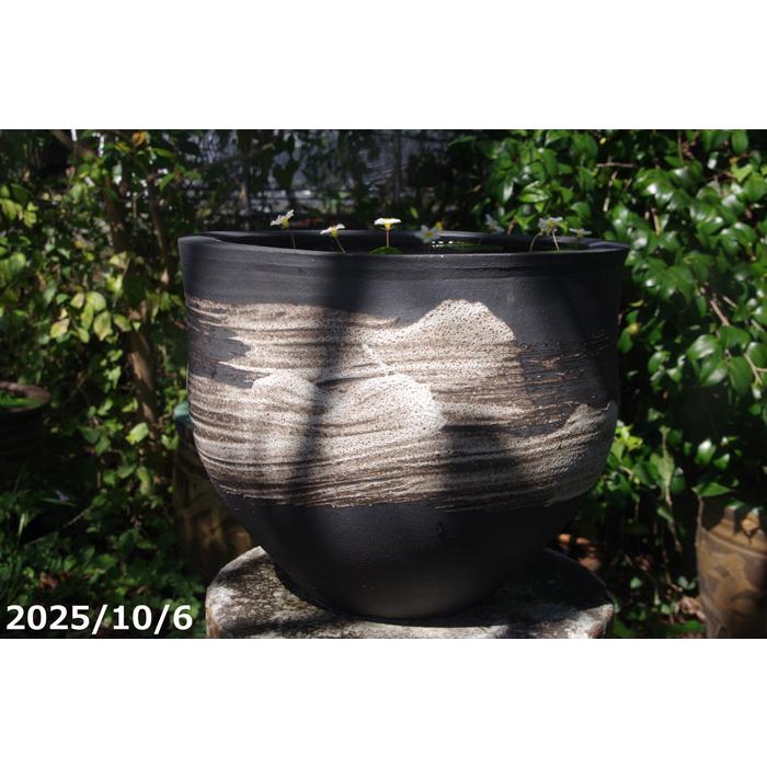 【現品一点物No.7403】 手びねり（ロクロ引き）刷毛目 深型水鉢11号 （外径32cm 高さ26cm）信楽焼 睡蓮鉢　【送料無料】
