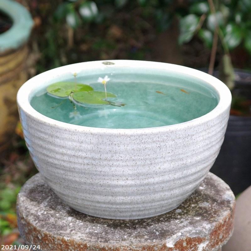 ピンク エステリ ピクアル 10号 オリーブの木 観葉植物 とうふ　ビオレソリエス10鉢　ヨルダン10鉢　合計20鉢 付き 小倉園 / 果樹