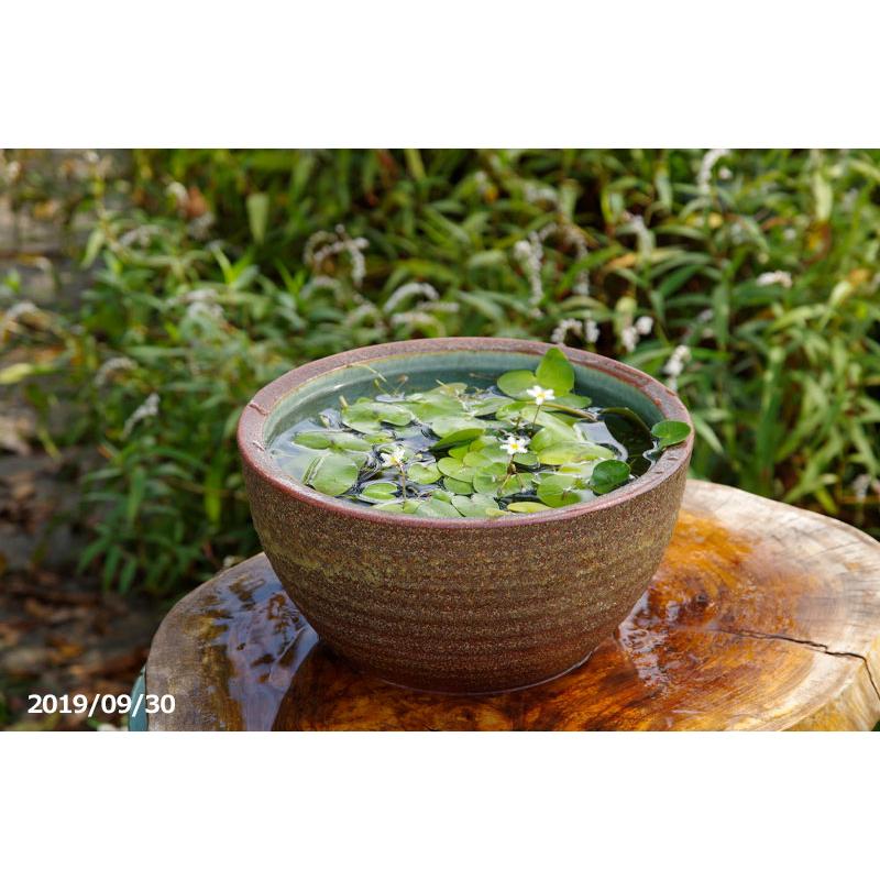 信楽焼 睡蓮鉢 窯肌ボール 10号（外径30cm 高さ16cm） 【送料無料