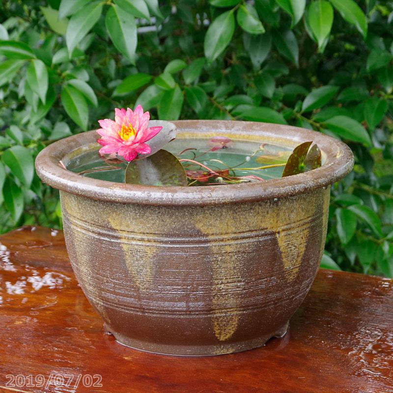 値引きする 信楽焼 睡蓮鉢 窯肌櫛目 13号 水あふれ防止小穴有 ワンウィサー6号 18cm ポットサービス 肥料付 Ib化成 バーティーラージ 10g入り2袋 送料無料 最新の激安 Www Cepici Gouv Ci