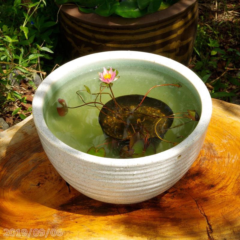 信楽焼 睡蓮鉢 白ボール 10号 水あふれ防止小穴有 外径30cm 高さ16cm 睡蓮 4号ポット 肥料付 送料無料 Hs 318 石田精華園 Yahoo 店 通販 Yahoo ショッピング