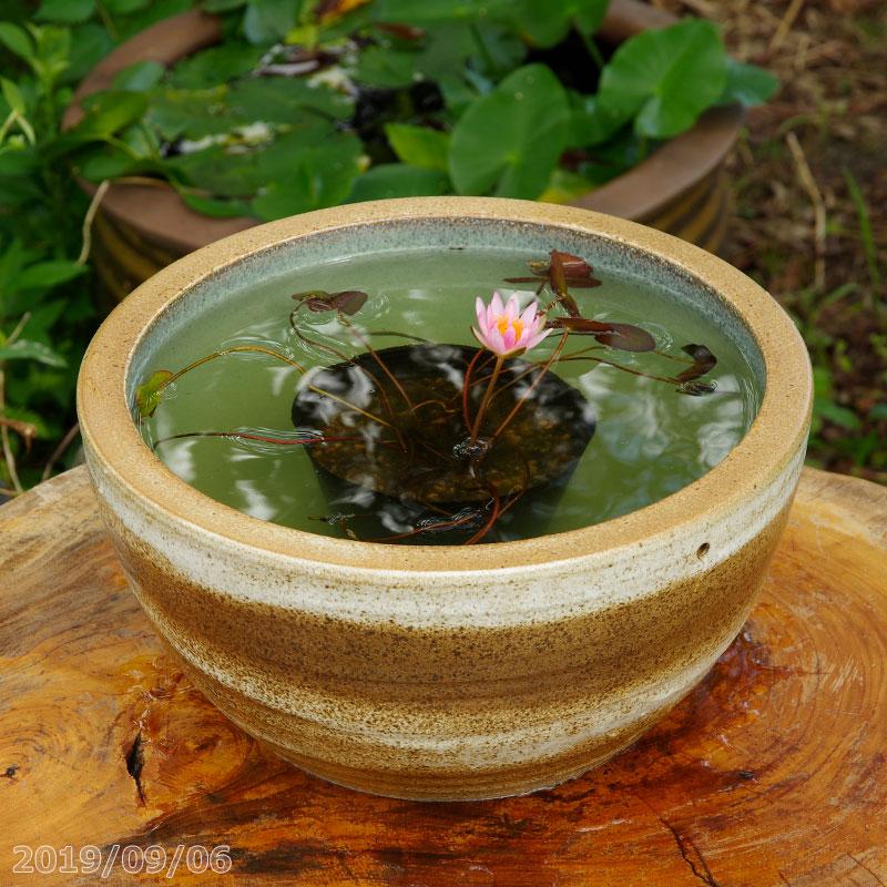 信楽焼 睡蓮鉢 白刷毛目ボール 10号 水あふれ防止小穴有 外径30cm 高さ16cm 睡蓮 4号ポット 肥料付 送料無料 Hs 319 石田精華園 Yahoo 店 通販 Yahoo ショッピング