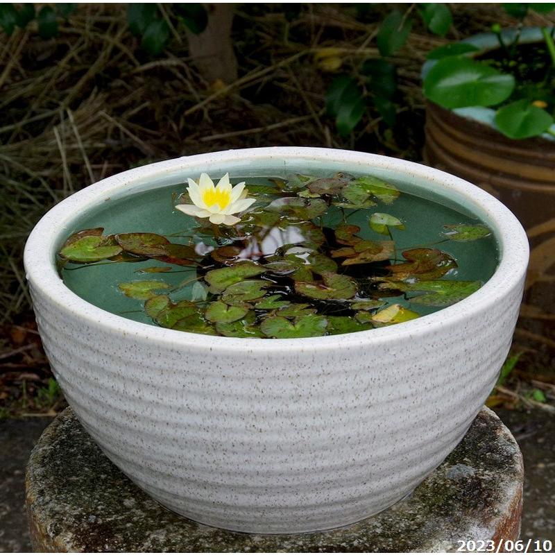 信楽焼 睡蓮鉢 白ボール 10号 外径30cm 高さ16cm ヒメスイレン 4号ポット 肥料付 送料無料 Hs 324 石田精華園 Yahoo 店 通販 Yahoo ショッピング