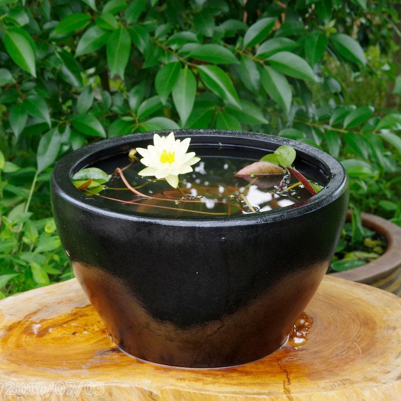 信楽焼 睡蓮鉢 黒ユズ肌釉 送料無料 12 5号 水あふれ防止小穴有 外径38cm 睡蓮鉢 高さ22cm ヒメスイレン 園芸用品 Hs 367 4号 12cm ポット 店 石田精華園 送料無料 まもなく販売