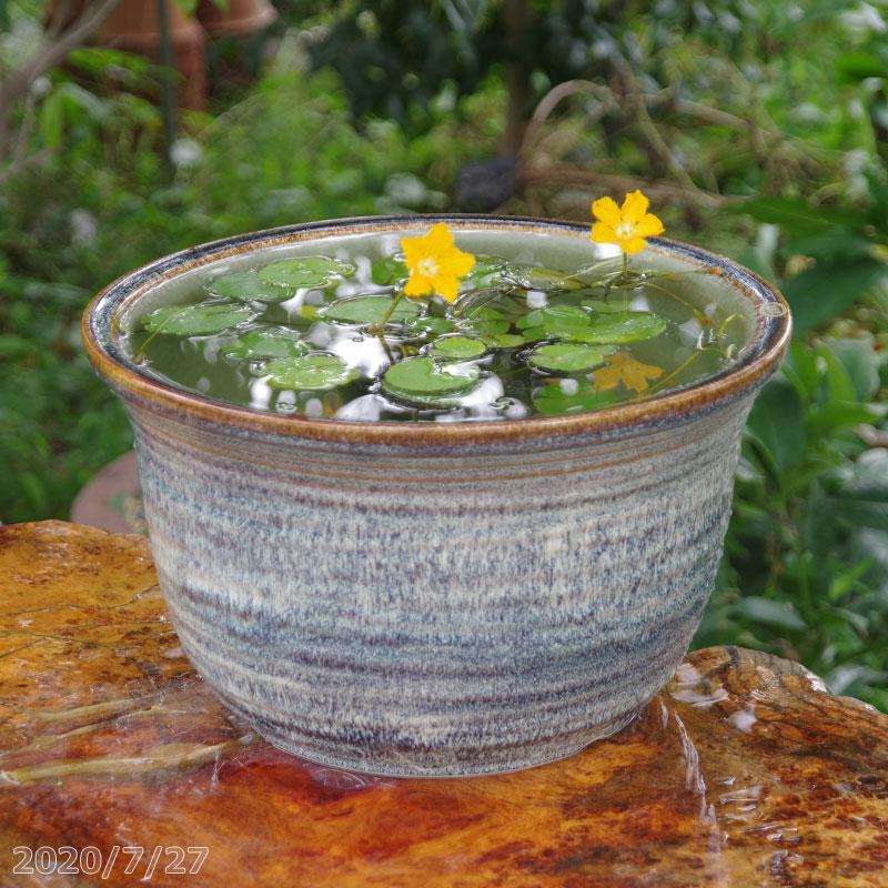 信楽焼 睡蓮鉢 天目ひねり 11号 外径33cm 高さcm お好きな水草 肥料付 メダカ5匹 死着保証無 プレゼント 限定品