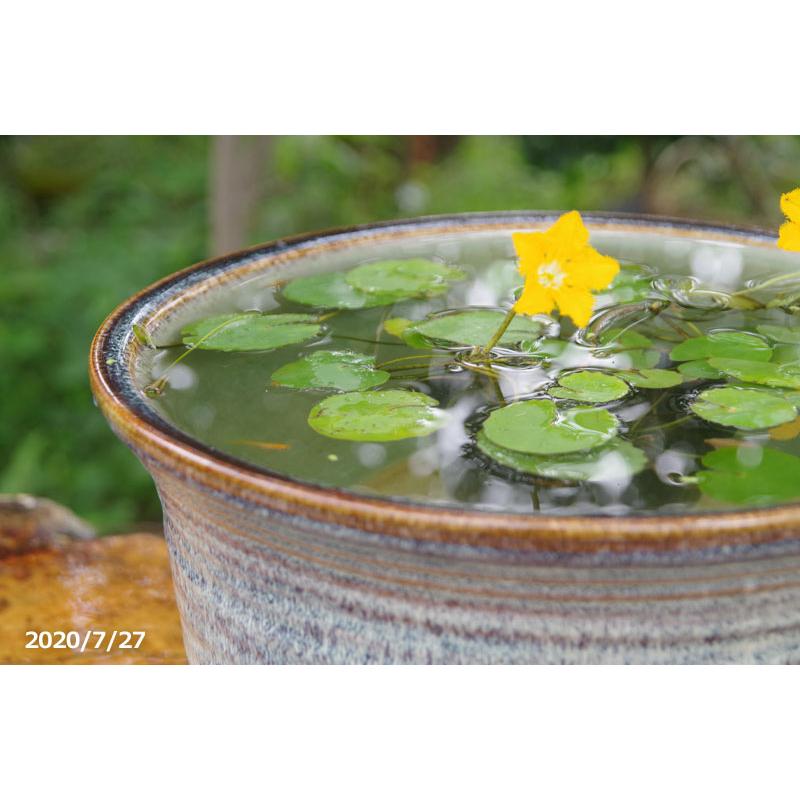 信楽焼 睡蓮鉢 天目ひねり 11号 外径33cm 高さcm お好きな水草 肥料付 メダカ5匹 死着保証無 プレゼント 送料無料 Hs 386 石田精華園 Yahoo 店 通販 Yahoo ショッピング
