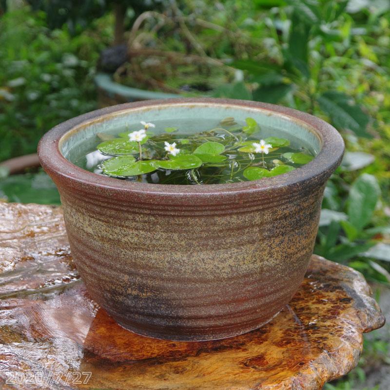 信楽焼 睡蓮鉢 窯肌ひねり 11号 水あふれ防止小穴有 お好きな水草 肥料付 メダカ5匹 死着保証無 プレゼント 21新発