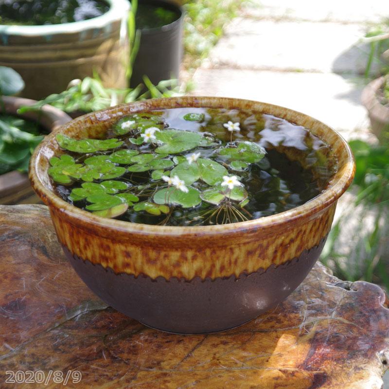 信楽焼 睡蓮鉢 黒ビードロ 12号 お好きな水草プレゼント 54 Off