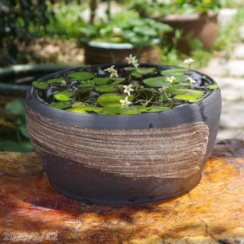 訳ありセール格安 信楽焼 睡蓮鉢 手づくり 刷毛目 10号 外径30cm 高さ15cm お好きな水草プレゼント 送料無料 超激安 Huongnghiepaau Edu Vn