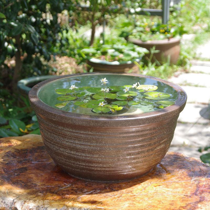 信楽焼 睡蓮鉢 窯肌ひねり 13号 （外径41cm 高さ20cm） ＋お好きな水草