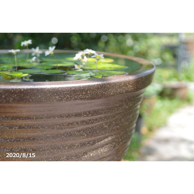 信楽焼 睡蓮鉢 窯肌ひねり 13号 （外径41cm 高さ20cm） ＋お好きな水草