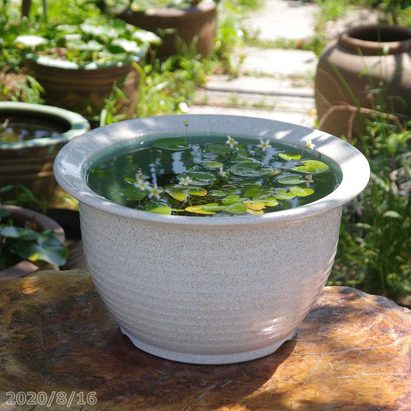 信楽焼 睡蓮鉢 白カスミ 13号（水あふれ防止小穴有） ＋お好きな水草