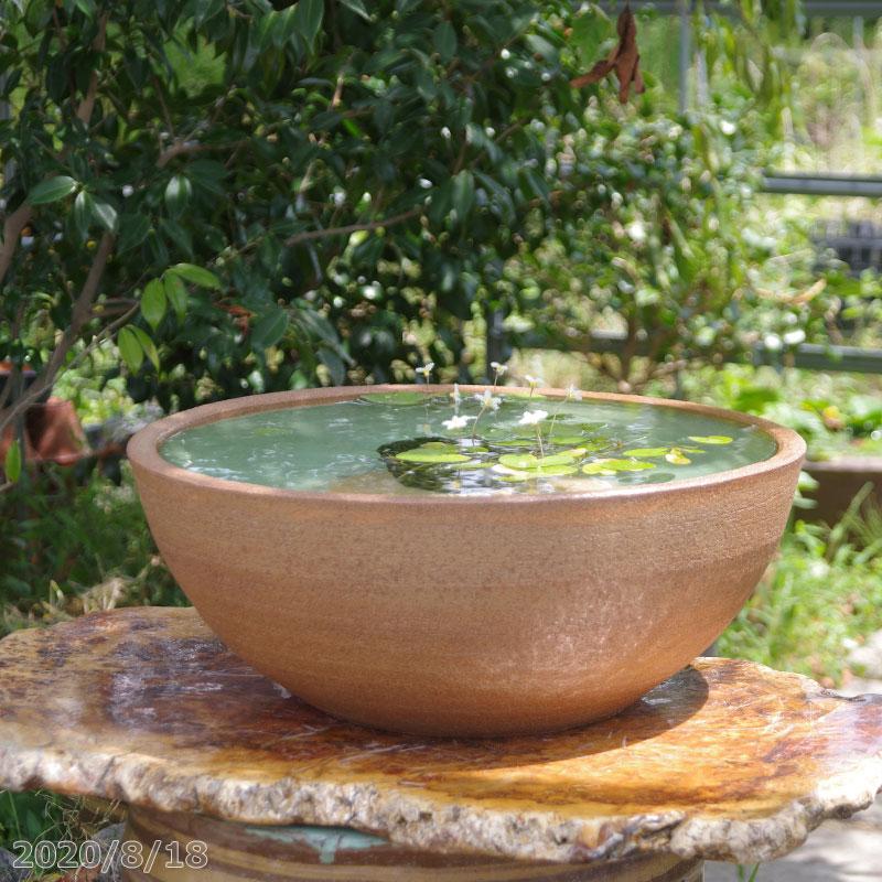 信楽焼 睡蓮鉢 手づくり 窯肌ボール 大 16号 外径48cm 高さ18cm