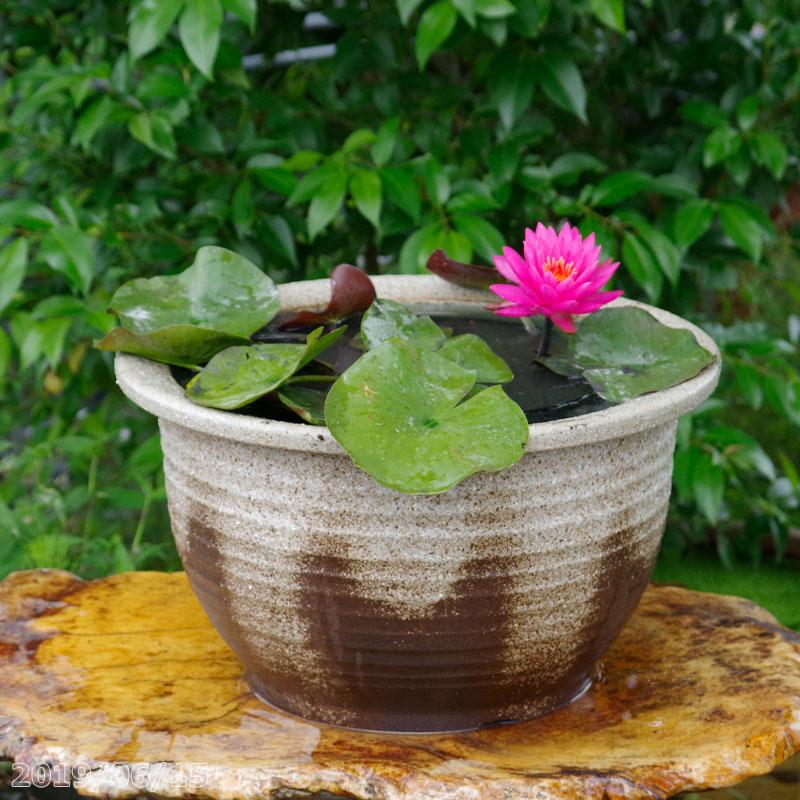 信楽焼 睡蓮鉢 灰釉千段 15号 外径46cm 高さ26cm お好きな睡蓮裸苗 合計5点セットプレゼント メダカ10匹 死着保証無 送料無料 Hs 438 石田精華園 Yahoo 店 通販 Yahoo ショッピング