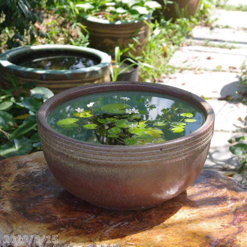 信楽焼 睡蓮鉢 窯肌ボール 13号 水あふれ防止小穴有 お好きな水草プレゼント 最大74 Offクーポン