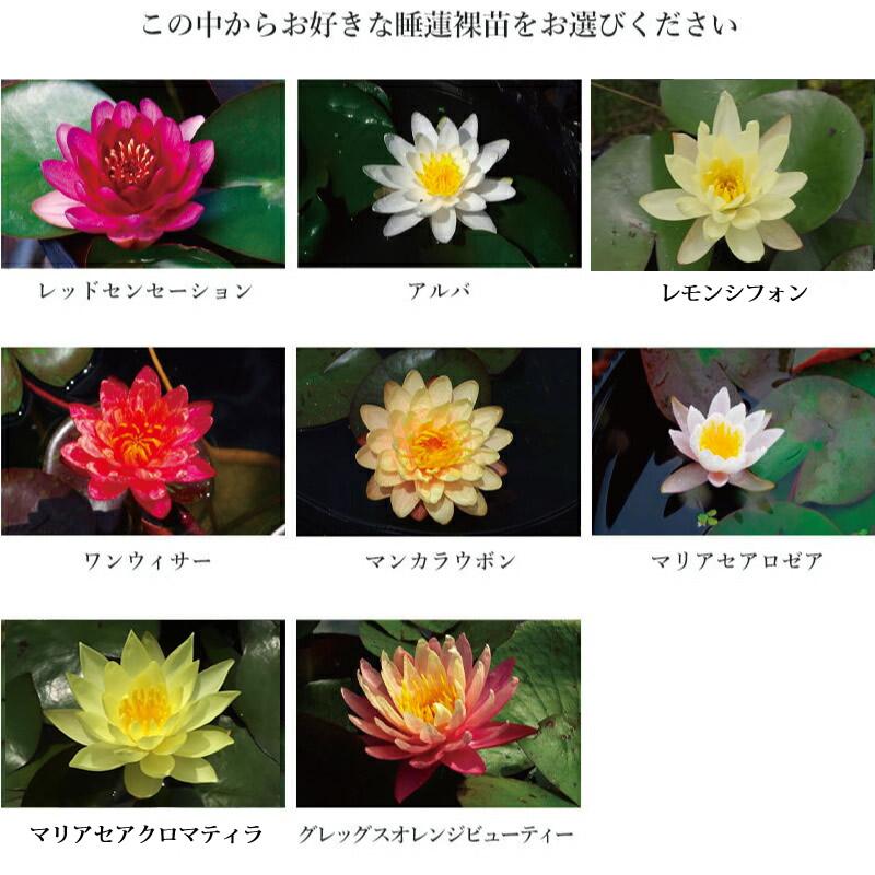 信楽焼 睡蓮鉢 生子千段 13号 （外径41cm 高さ25cm） ＋お好きな睡蓮裸