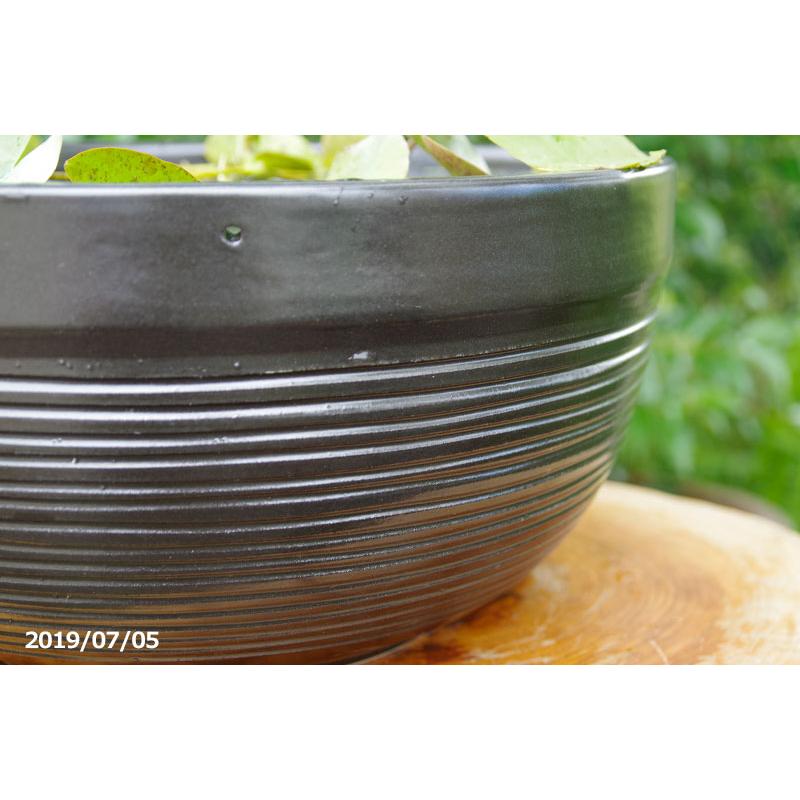石田千比呂　穴窯　大鉢　傑作 楽天市場】信楽焼 睡蓮鉢 陶器 大型 青ガラス浅型水鉢 19号 （外