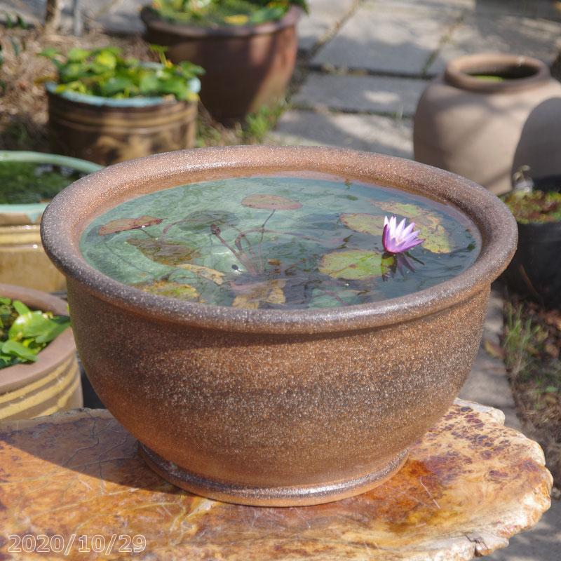 国内最安値 信楽焼 睡蓮鉢 窯肌 ケズリ鈴型水鉢 18号 外径55cm 高さ29cm お好きな睡蓮裸苗 合計5点セットプレゼント 送料無料 開店祝い Teslaimagem Com Br