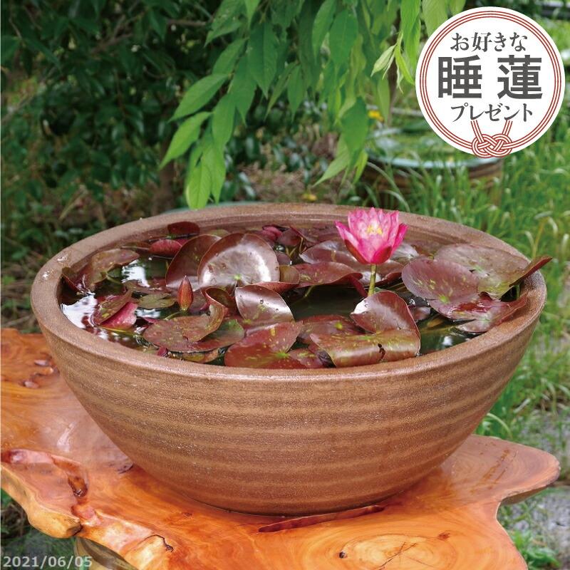 睡蓮鉢 送料無料 手びねり 鉢 プランター 合計5点セット メダカ10匹 死着保証無 プレゼント 水鉢 睡蓮鉢 信楽焼 窯肌ボール 特大 号 お好きな睡蓮裸苗 窯肌ボール 特大 号 お好きな睡蓮裸苗