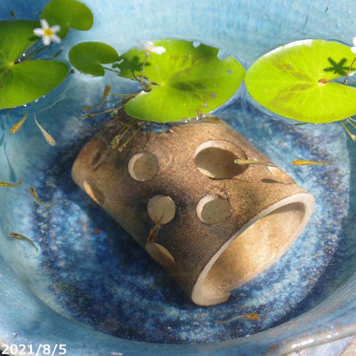 メダカのお家（ハウス) 睡蓮鉢陶器 【公式通販】