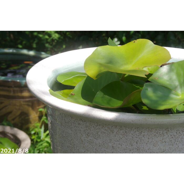 中国　三彩　蓮鷺紋鉢　送料込み0420 中国 三彩 蓮鷺紋鉢 送料込み0420 美術品・アンティーク