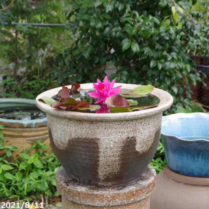 信楽焼 睡蓮鉢 灰釉千段 13号 お好きな睡蓮裸苗 合計5点セットプレゼント 送料無料 水鉢 メダカ鉢 金魚鉢 ハス鉢 茶碗蓮鉢 ビオトープ スイレン鉢 Hs 539 石田精華園 Yahoo 店 通販 Yahoo ショッピング