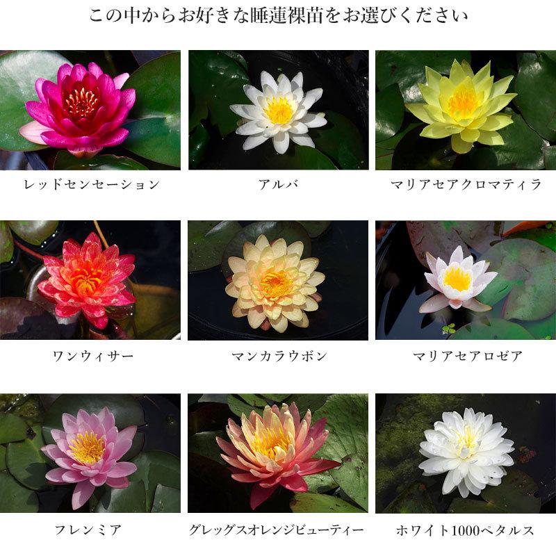 信楽焼 睡蓮鉢 灰釉千段 13号 お好きな睡蓮裸苗 合計5点セットプレゼント 送料無料 水鉢 メダカ鉢 金魚鉢 ハス鉢 茶碗蓮鉢 ビオトープ スイレン鉢 Hs 539 石田精華園 Yahoo 店 通販 Yahoo ショッピング