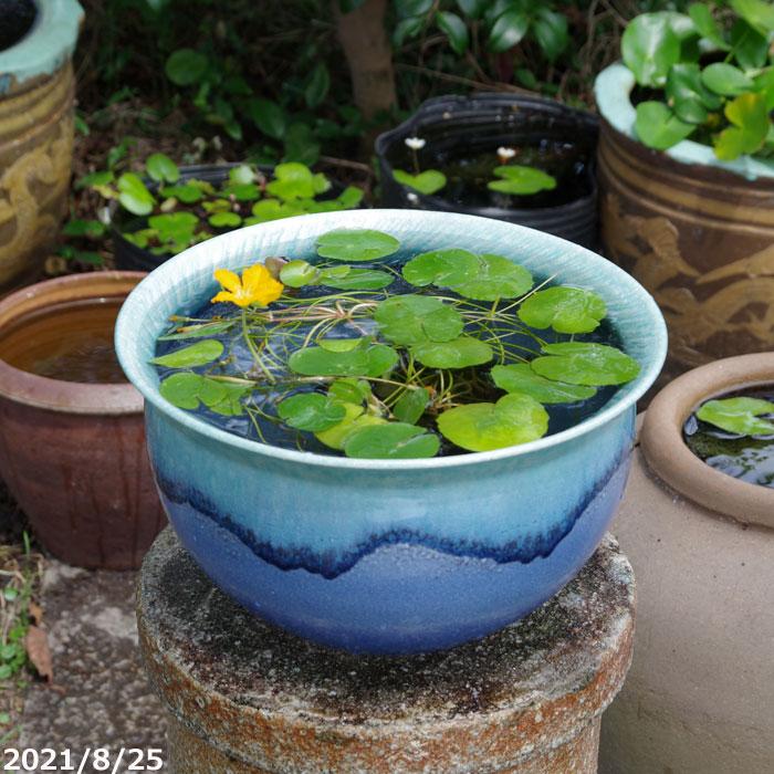 【Rika】信楽焼　睡蓮鉢　青　花器　花瓶 Rika】信楽焼 睡蓮鉢 青 花器 花瓶 Rika】信楽焼 睡蓮鉢 青 花器 花瓶