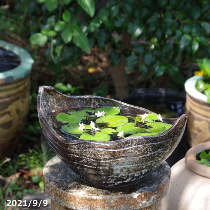現品一点物 No 0269 信楽焼 睡蓮鉢 緑窯変 現品一点物 ソリ型 水鉢14号 お好きな水草 メダカ5匹 死着保証無 プレゼント 送料無料 水鉢 睡蓮鉢 店 緑窯変 Hs 557 石田精華園 東京銀座販売 の