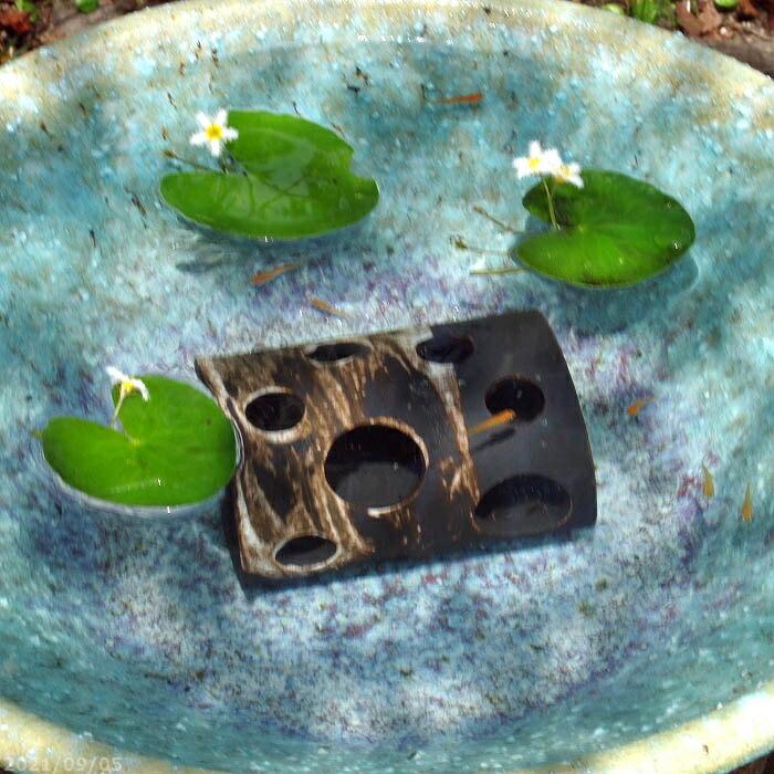 信楽焼 睡蓮鉢 めだかハウス 刷毛目 4号 メダカ5匹サービス 死着保証無 初売り