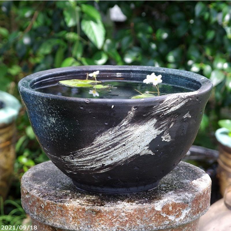 信楽焼 壷久郎作 メダカ鉢 睡蓮鉢 水鉢 直径22cm 【公式通販】