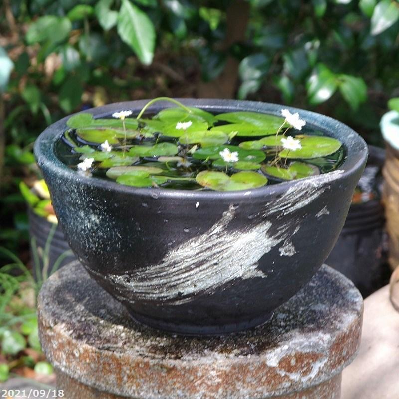 信楽焼 睡蓮鉢 青釉刷毛目めだか鉢 10号 外径30cm 高さ18cm お好きな水草 メダカ5匹 死着保証無 プレゼント 送料無料 Hs 564 石田精華園 Yahoo 店 通販 Yahoo ショッピング