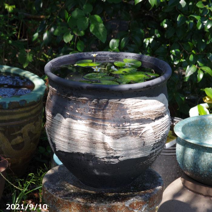 信楽焼 メダカ鉢 睡蓮鉢 水鉢 直径32cm