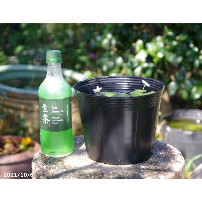 水生植物用 ビニールポット 標準6号(穴無し) 10ポット 【睡蓮