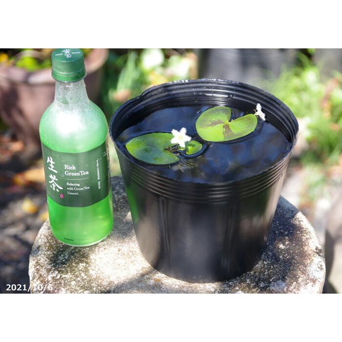 水生植物用 ポリポット（ビニールポット） 標準6号(穴無し) 20ポット
