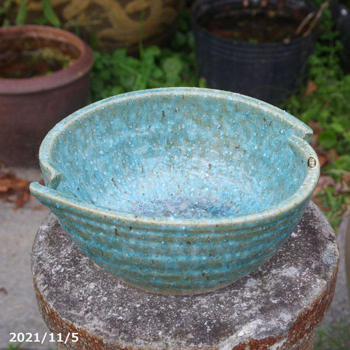 信楽焼 睡蓮鉢 手びねり 緑窯変 カット浅水鉢 9号 お好きな水草 メダカ5匹 死着保証無 プレゼント 毎日続々入荷