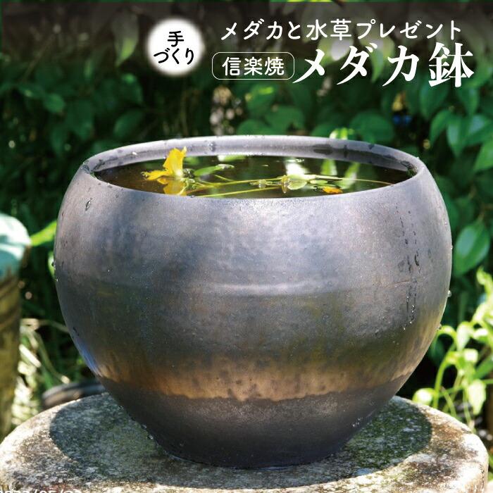 信楽焼 睡蓮鉢 Hs 594ならショッピング ランキングや口コミも豊富なネット通販 更にお得なpaypay残高も スマホアプリも充実で毎日どこからでも気になる商品をその場でお求めいただけます 花 ガーデニング 金彩ビードロ 丸水鉢8号 お好きな水草プレゼント メダカ5