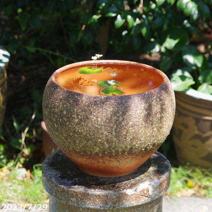 信楽焼 睡蓮鉢 選べる 緋色（あられ） 丸水鉢 10号 【送料無料