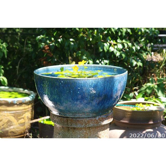 信楽焼 睡蓮鉢 手づくり 選べる ブルーガラス水鉢 15号（外径45cm 高さ
