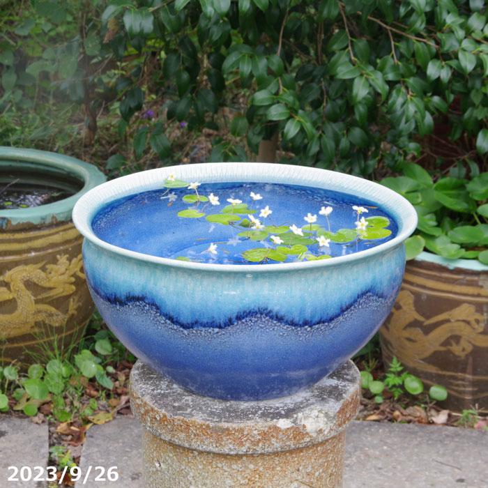 信楽焼 メダカ鉢 睡蓮鉢 水鉢 直径46cm