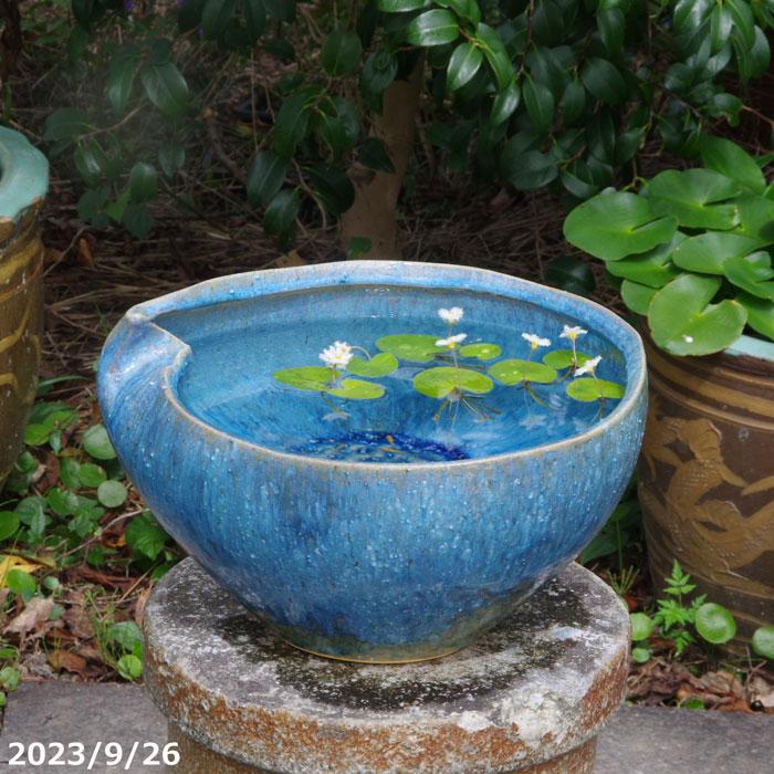 信楽焼 陶器 水鉢 メダカ鉢 金魚鉢 睡蓮鉢 青ビードロ花型水鉢 su-0271