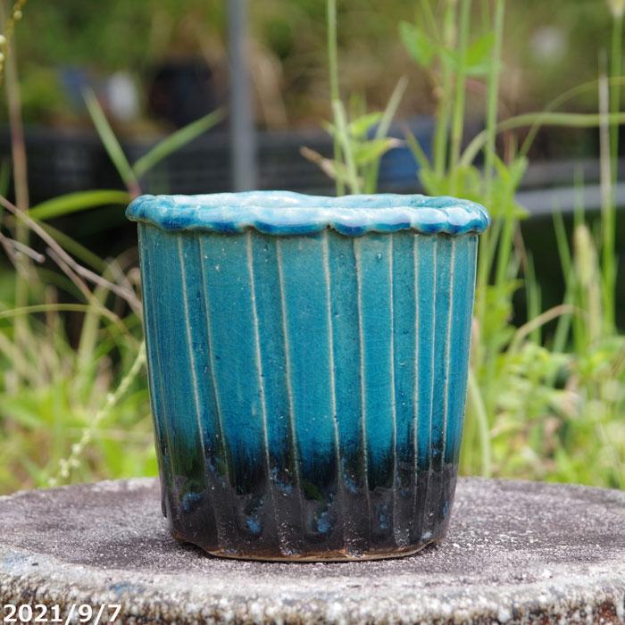 信楽焼 植木鉢 陶器 選べる 青ガラス切立 4号(外径13.0cm 高さ 信楽焼 植木鉢 陶器 選べる 青ガラス切立 4号(外径13.0cm 高さ