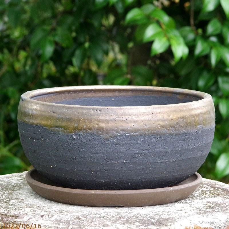 金彩中深 7号 + 受皿6号 セット 信楽焼 植木鉢 陶器 【山野草鉢 多肉